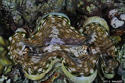 Tridacna maxima-Safaga Tobia Soraya-15m-20171122-Denis-ADER-DSC_3471_tn